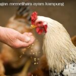 Ayam Kampung Asli