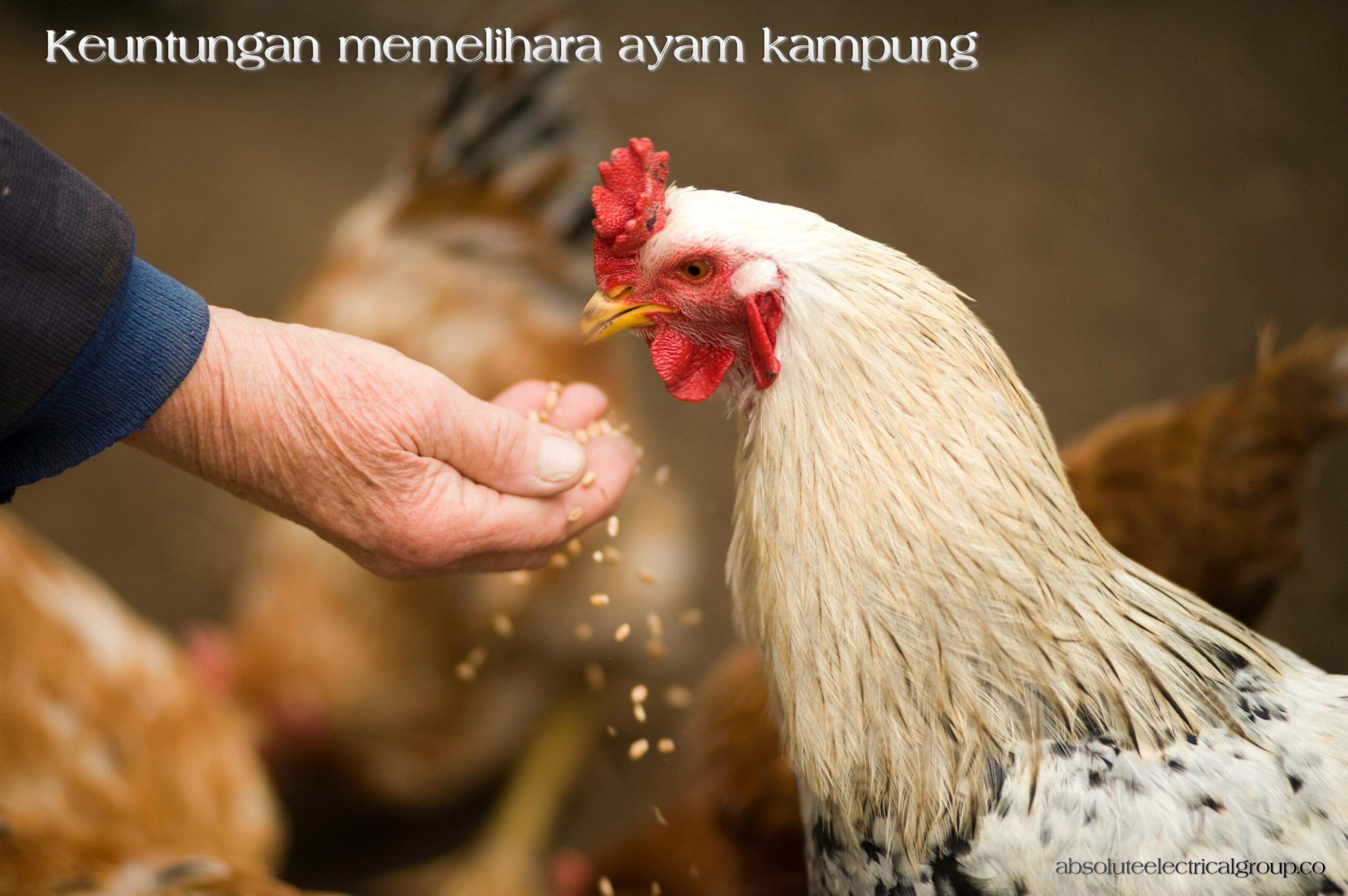 Ayam Kampung Asli