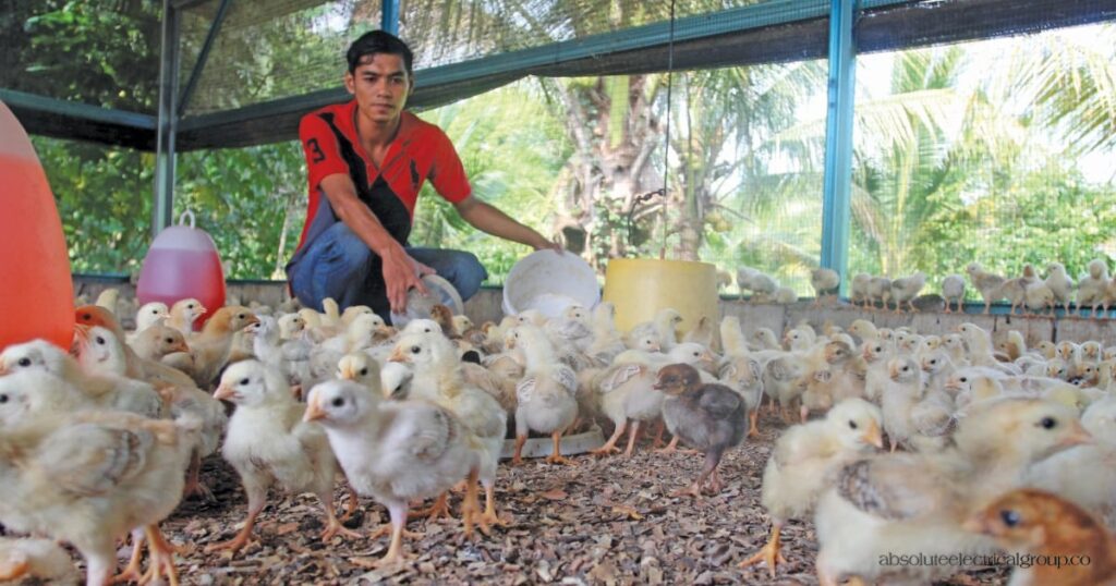 Ayam Kampung Asli