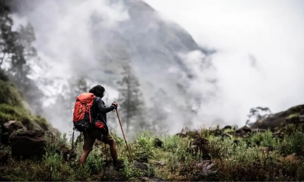 Makanan Yang Dapat Dimakan di Hutan Saat Tersesat di Gunung