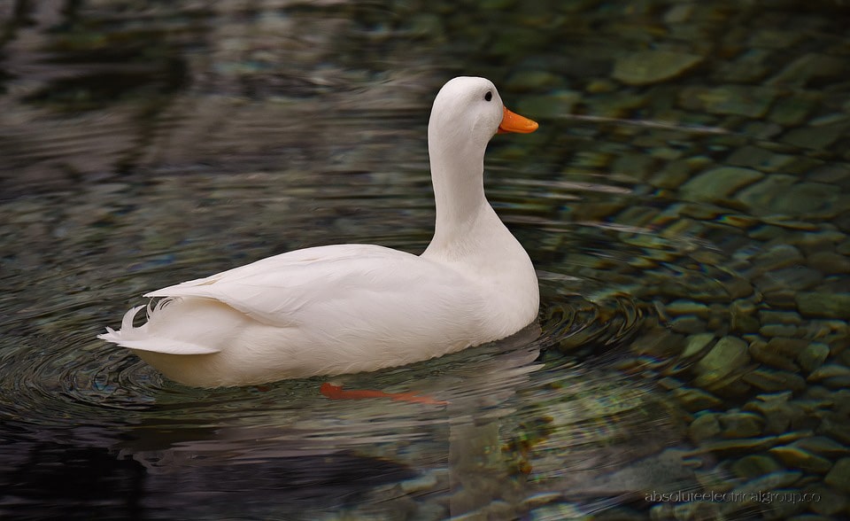 Bebek Peking