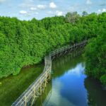 Hutan Mangrove di Sepanjang Laut Indonesia