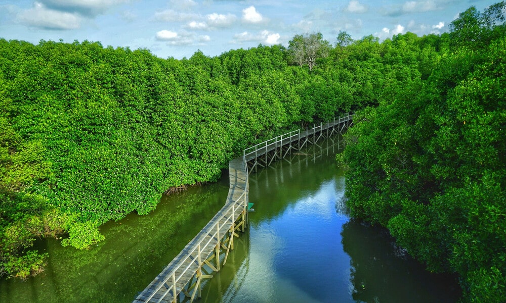 Hutan Mangrove di Sepanjang Laut Indonesia