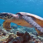 Konservasi Penyu di Laut Indonesia