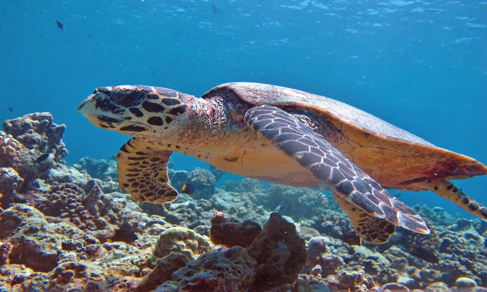 Konservasi Penyu di Laut Indonesia