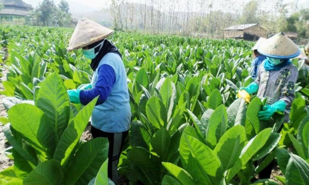 Teknik Dasar Budidaya Tanaman Pangan