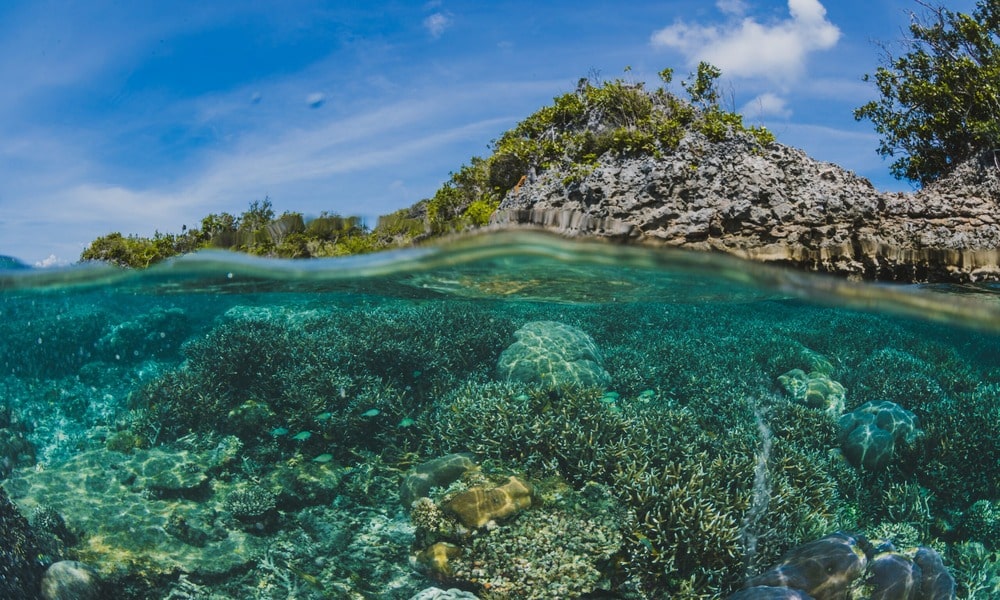 Menyelamatkan Ekosistem Laut Indonesia